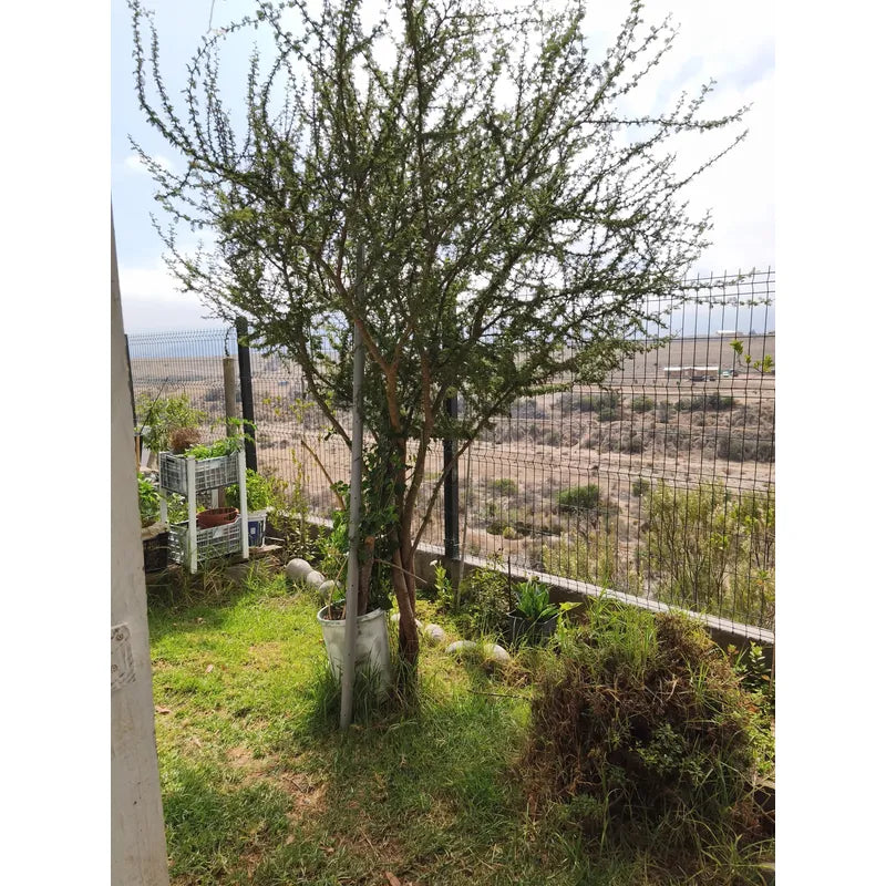 Se Vende Propiedad Con Dos Casas Valle Del Elqui
